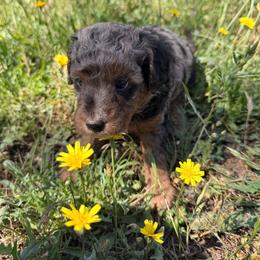 Basil - Merle male Goldendoodle puppy in Redding, California from O’Hara  Doodles