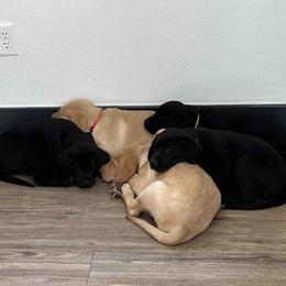 Labrador Retriever Puppies from Branley's Riverside Labradors