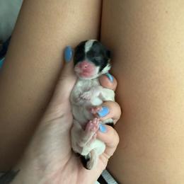 Boy 4 - Black parti male Pomeranian puppy in New Plymouth, Idaho from Pawdawan Poms