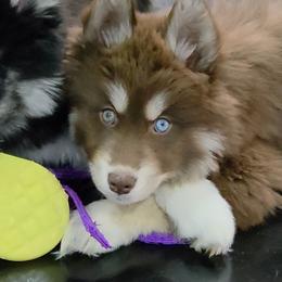 Abbie Caddaby - Red and white female Siberian Husky puppy in East Tawas, Michigan from BurnsBerg's Woolies