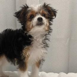 Toy Australian Shepherds and Yorkshire Terriers from Hickory Ridge Family Toy Aussies