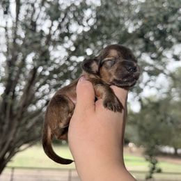 Spruce - Sable male Dachshund puppy in Lufkin, Texas from Dixie Chic Frenchies