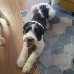 Olive - Saint Berdoodle