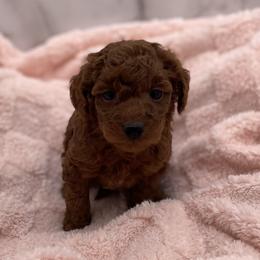 Cider - Red  female Goldendoodle puppy in Kansas City, Kansas from Bella & Ivy’s Mini Goldendoodles of KC