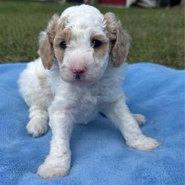 Doc - White male Poodle puppy in Akeley, Minnesota from Blessed Acres Miniature Poodles