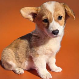 Female 2 - Red female Pembroke Welsh Corgi puppy in Unicoi, Tennessee from East Tennessee Clark Corgis