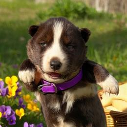 Girl 4 - Black and white female Siberian Husky puppy in Sherwood, Oregon from Whiskey River Siberians