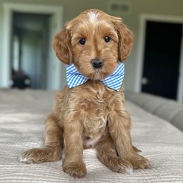 Mile - Red  male Goldendoodle puppy in Sterling, Illinois from Charley's Goldendoodles