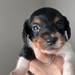 Pierce - Piebald male Dachshund puppy in Conroe, Texas from R&K Dachshunds
