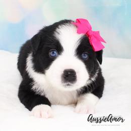 Black Bi 2 Blue eyes - Black & white female Miniature Australian Shepherd puppy in Pinehurst, Texas from Aussie Amor