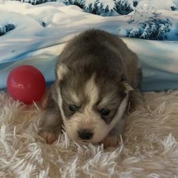 Serena - Gray and white female Siberian Husky puppy in Summerville, South Carolina from Carolina Husky Lodge