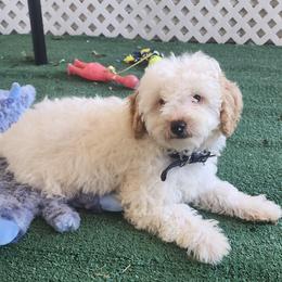 Mini Black collar boy - Parti male Goldendoodle puppy in Los Molinos Ca, California from Sunshine Sanctuary Doodles