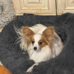Pup2 - White and sable male Papillon puppy in Central Florida, Florida from Sunshine Papillons Central Florida