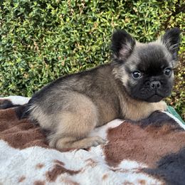 Midget - Fawn female French Bulldog puppy in Casa Grande, Arizona from Slash O Kennels