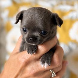 Chihuahuas from Lisa Schmidt