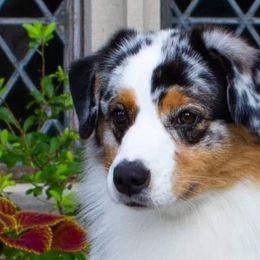 Australian Shepherds and Nova Scotia Duck Tolling Retrievers from Canosia Tollers & Australian Shepherds