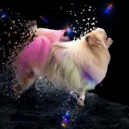 Miss. Kitty - Pomeranian