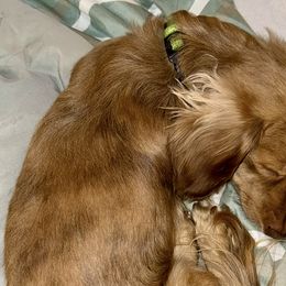 Archie - Dachshund