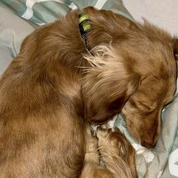Archie - Dachshund