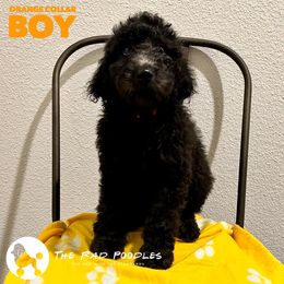 Poodle Puppies from The Rad Poodles
