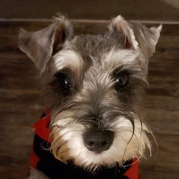 Gatsby - Miniature Schnauzer