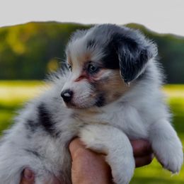 Arizona - Blue merle female Australian Shepherd puppy in Hamilton, New Jersey from Birch Haus