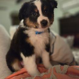 Puck - Black tri male Miniature Australian Shepherd puppy in Vidor, Texas from Magnolia Mini Aussies with Natural Tails