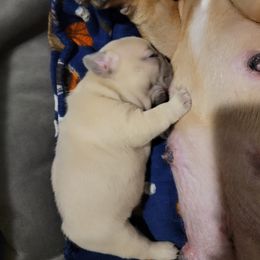French Bulldog Puppies from Smith's Small Town Frenchies