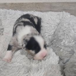 Blue Merle Male 1 - Blue merle male Australian Shepherd puppy in Wauneta, Nebraska from 4H Aussies
