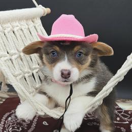 Skye(Sugar) - Blue female Pembroke Welsh Corgi puppy in Dickeyville, Wisconsin from J&R Shepherds & Corgis