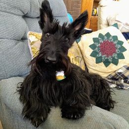 Scottish Terrier Puppies from Hyland Lake Scotties
