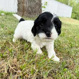 Sebastian - Black and white male Cavapoo puppy in Wamego, Kansas from Doodles of Oz