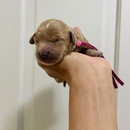 Pink color, girl - Apricot female Goldendoodle puppy in Dupont, Washington from Willow Tree Doodles