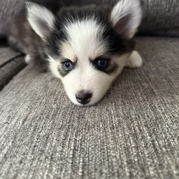 Lily - Black and white female Pomsky puppy in Scandinavia, Wisconsin from Bonnie’s Little Fluffys