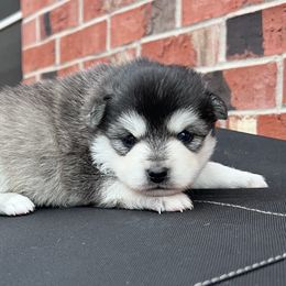 Joe - Black and white male Pomsky puppy in Henderson, Kentucky from Paris Pomskies