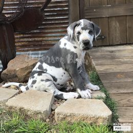 Great Dane Puppies from Anderson Blau’s Great Danes
