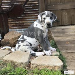 Great Dane Puppies from Anderson Blau’s Great Danes