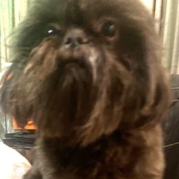 Chuck - Shih Tzu