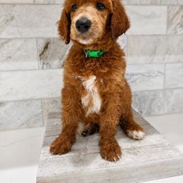 Ginger Ale - Red  male Poodle puppy in Mesa, Arizona from Desert Doodles