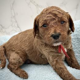 Hughey - Red  male Goldendoodle puppy in Kansas City, Kansas from Bella & Ivy’s Mini Goldendoodles of KC