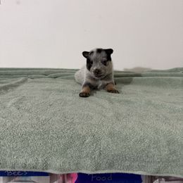 Boy 2 - Blue speckled male Australian Cattle Dog puppy in Concrete, Washington from Back Country Cattle dogs
