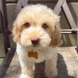 Yellow - Tri-color female Australian Labradoodle puppy in Fontana, California from Grammy's Puppy Love doodles and poodles