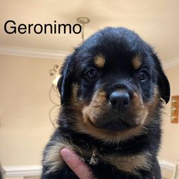 Rottweiler Puppies from CenturionOne LLC