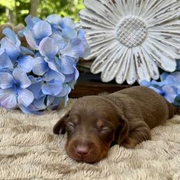 Phoenix AKC - Chocolate and tan male Dachshund puppy in Hendersonville, North Carolina from Snarky Doxy Miniature Dachshunds