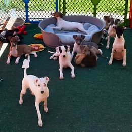 Italian Greyhound Puppies from Divine Italian Greyhounds