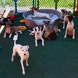 Italian Greyhound Puppies from Divine Italian Greyhounds