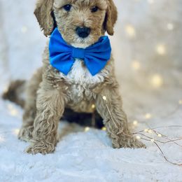 Goldendoodle Puppies from Castillo Family Farm