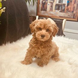 Fraser - Red male Yorkipoo puppy in Oakland, Kentucky from Imperial Dogs