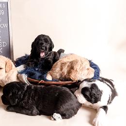 Bernedoodle Puppies from Sugarcreek Haven Bernedoodles