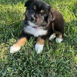 June - Black tri female Toy Australian Shepherd puppy in Tulare, California from Maze Farms